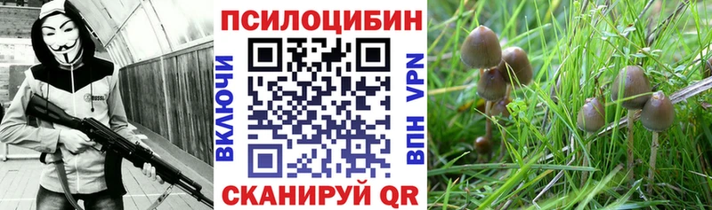 Купить где  Бирюч  Псилоцибиновые грибы Psilocybine cubensis 